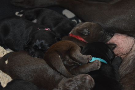 Labrador Retriever vom Teufelsgraben