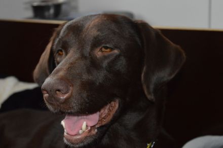 Labrador Retriever vom Teufelsgraben