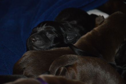 Labrador Retriever vom Teufelsgraben