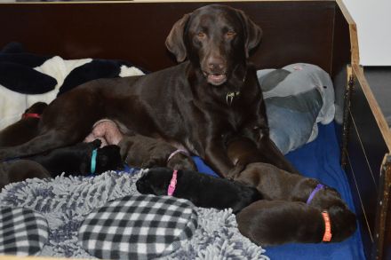 Labrador Retriever vom Teufelsgraben