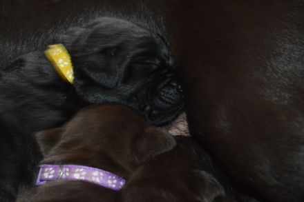 Labrador Retriever vom Teufelsgraben