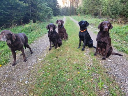 Labrador Retriever vom Teufelsgraben