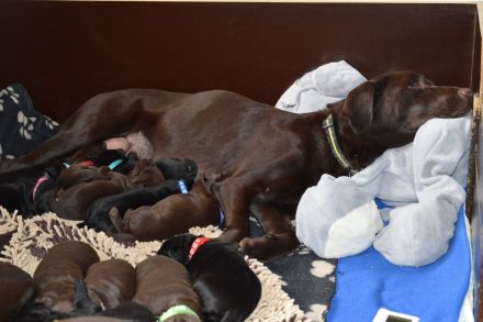 Labrador Retriever vom Teufelsgraben