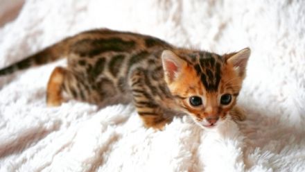 Von der Fellnasenoase