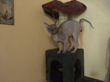 *Champion* Uolli Harmahis