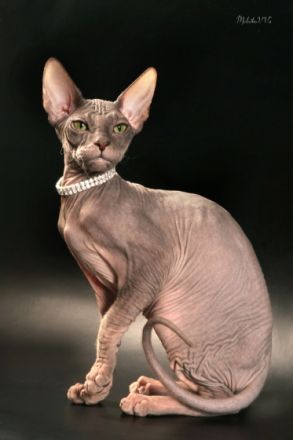 *Champion* Uolli Harmahis