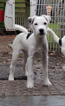 Greek-Summer Quinllan