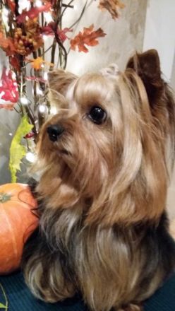 Diamond Boy Dallas from the garden of Maar