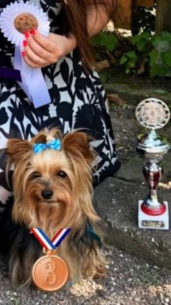 Diamond Boy Dallas from the garden of Maar