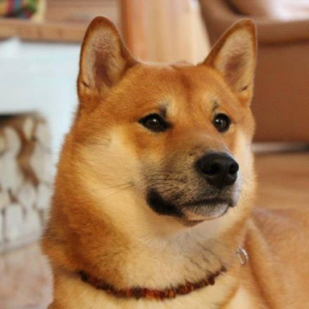 Shiba Inu von Bad Waldsee