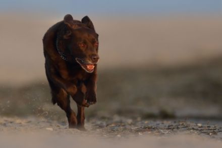 Hundeschule-Neustadt-Ostsee