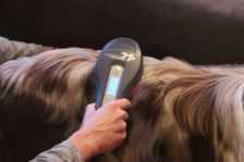 Tierphysiotherapie Brusselman