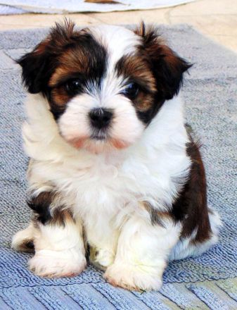 HAVANESER  vom  DREI - LÄNDER - ECK