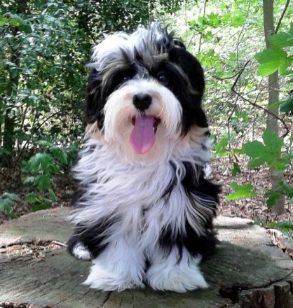 HAVANESER  vom  DREI - LÄNDER - ECK