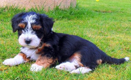 HAVANESER  vom  DREI - LÄNDER - ECK