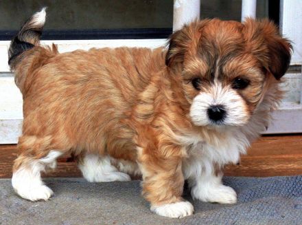 HAVANESER  vom  DREI - LÄNDER - ECK