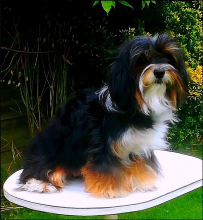 HAVANESER  vom  DREI - LÄNDER - ECK