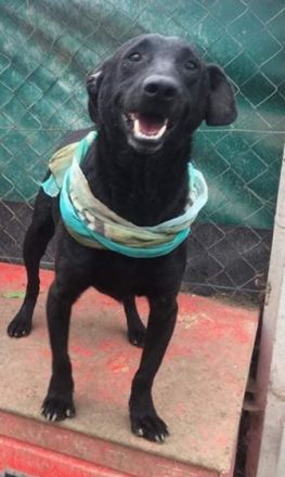 BENI - HALLO DU!, Béni Geschlecht: Rüde Geb: 20.01.2016