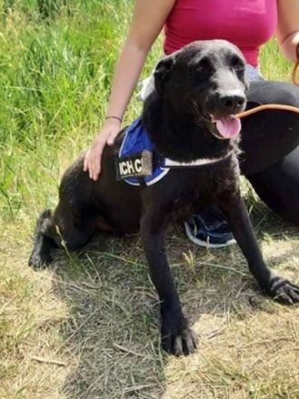 BENI - HALLO DU!, Béni Geschlecht: Rüde Geb: 20.01.2016