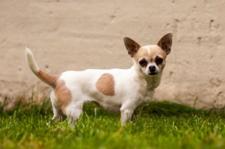 von der Palmengrotte