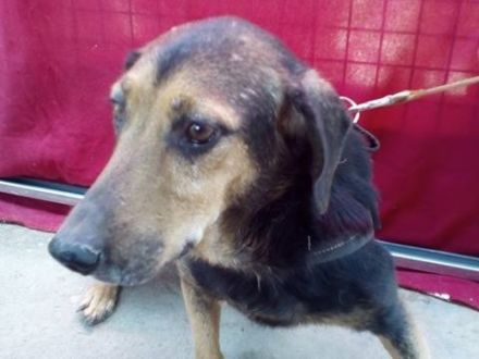 FELÖSKE -  OMA AUF DER SUCHE NACH LIEBE!