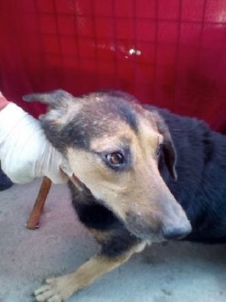 FELÖSKE -  OMA AUF DER SUCHE NACH LIEBE!