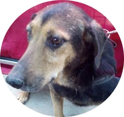 FELÖSKE -  OMA AUF DER SUCHE NACH LIEBE!