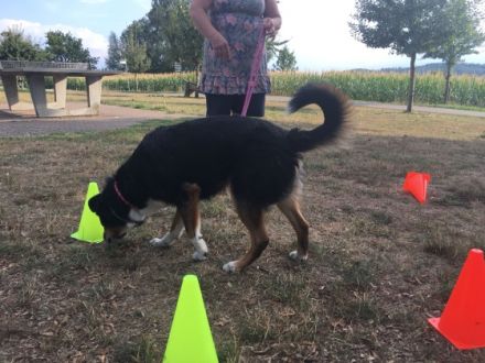 Lake Dog Hundeschule