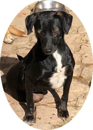 BELZEBUB - sucht ein erfahrenes Zuhause