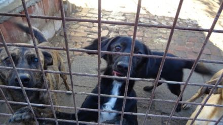 BELZEBUB - sucht ein erfahrenes Zuhause