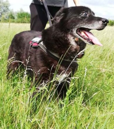 RIGO - 50 cm - wartet schon sehr lange auf ein Zuhause.