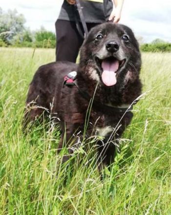 RIGO - 50 cm - wartet schon sehr lange auf ein Zuhause.