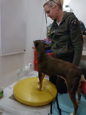 DOG Therapie Mobile Hundephysiotherapie
