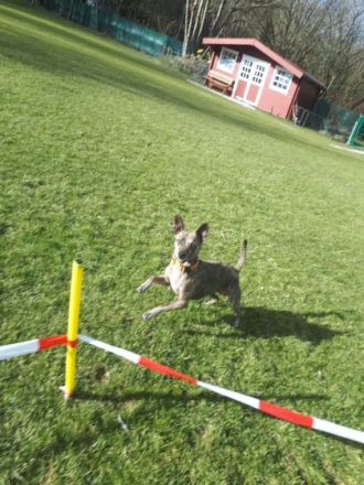 Rally Longieren - Hundeschule Amperland