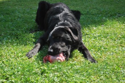 B.A.R.F.- Beratung Sofawölfe