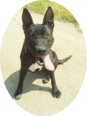 ANGIE - IST EIN TRAUMHUND!, Deutscher Schäferhund,