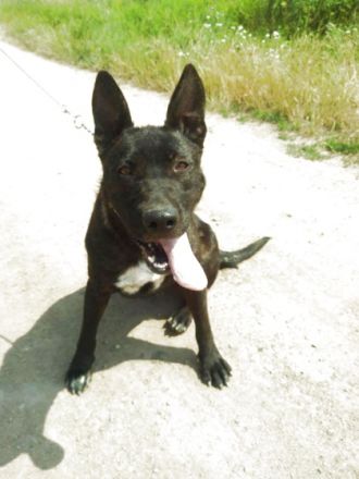 ANGIE - IST EIN TRAUMHUND!, Deutscher Schäferhund,