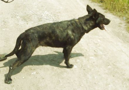 ANGIE - IST EIN TRAUMHUND!, Deutscher Schäferhund,