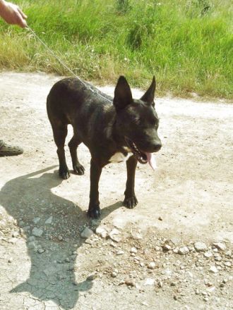 ANGIE - IST EIN TRAUMHUND!, Deutscher Schäferhund,