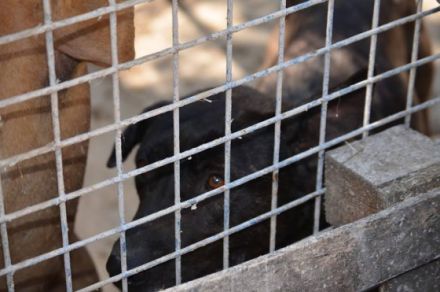 ANGIE - IST EIN TRAUMHUND!, Deutscher Schäferhund,