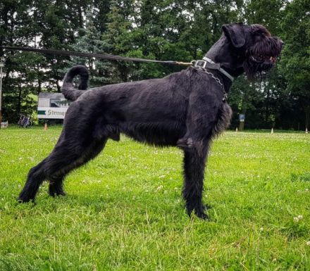 Hellboy of Royal's Island