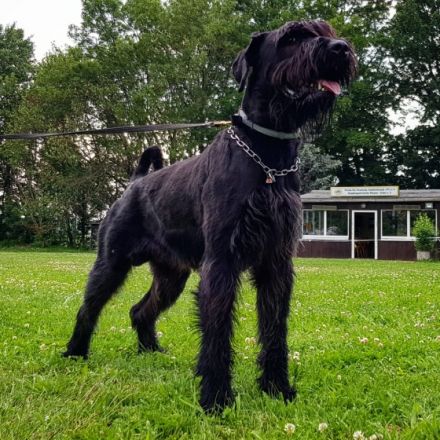 Hellboy of Royal's Island