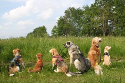 Hundeschule Julia Ohme