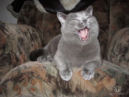 Quirly from Evermind