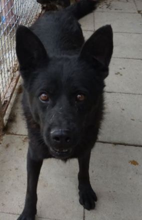 "Bence", Bence Geschlecht: Rüde Rasse: Mischling Geb: