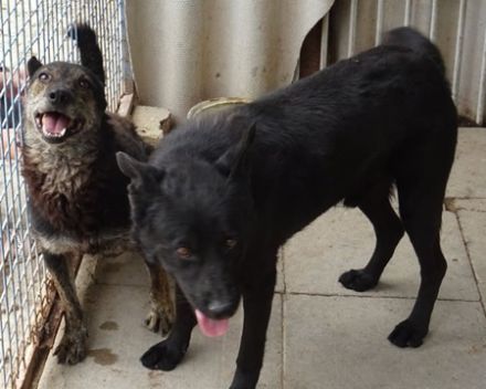 "Bence", Bence Geschlecht: Rüde Rasse: Mischling Geb: