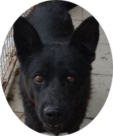 "Bence", Bence Geschlecht: Rüde Rasse: Mischling Geb: