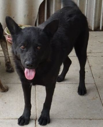 "Bence", Bence Geschlecht: Rüde Rasse: Mischling Geb: