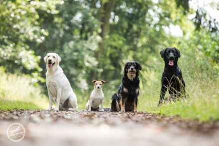 Hundeschule dein Glücksund