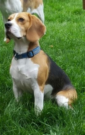 Beagle vom Deichgraf